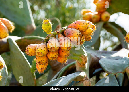 Gustosi frutti maturi di Opuntia ficus indica cactus o pickly pera, pronto per il raccolto Foto Stock