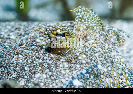 Leopard passera pianuzza [Bothus pantherinus] mimetizzata sulla sabbia. Nord Sulawesi, Indonesia. Foto Stock