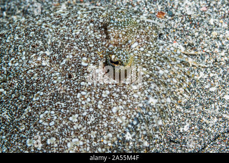 Leopard passera pianuzza [Bothus pantherinus] mimetizzata sulla sabbia. Nord Sulawesi, Indonesia. Foto Stock