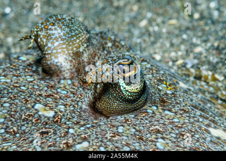 Leopard Passera pianuzza [Bothus pantherinus]. Lembeh strait, Nord Sulawesi, Indonesia. Foto Stock