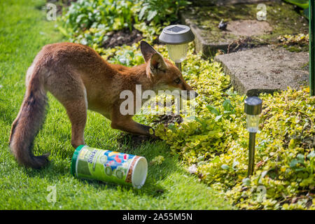 Red Fox [Vulpes vulpes] capretti in giardino. Londra, Regno Unito. Foto Stock