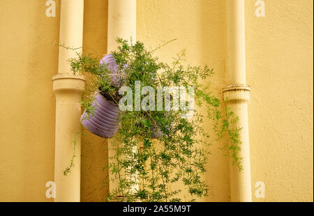 Un dipinto di giallo esterno muro di casa con tubi pluviali e un dipinto di stagno possono piantare la pentola con un verde pensile decorazioni vegetali. Foto Stock