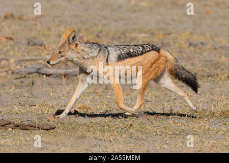 Nero-backed Jackal Foto Stock
