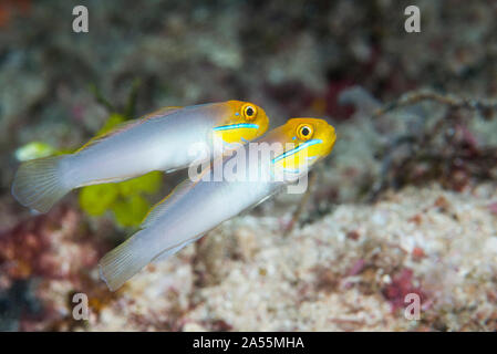 Bluestreak ghiozzo [Valenciennea strigata] coppia. Papua occidentale, in Indonesia. Indo-West pacifico. Foto Stock