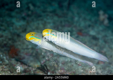 Bluestreak ghiozzo [Valenciennea strigata] coppia. Papua occidentale, in Indonesia. Indo-West pacifico. Foto Stock