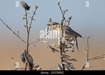 Sabota lark Foto Stock