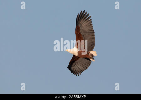 Pesce africano-eagle Foto Stock