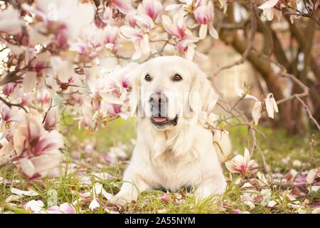 Il Golden Retriever Foto Stock