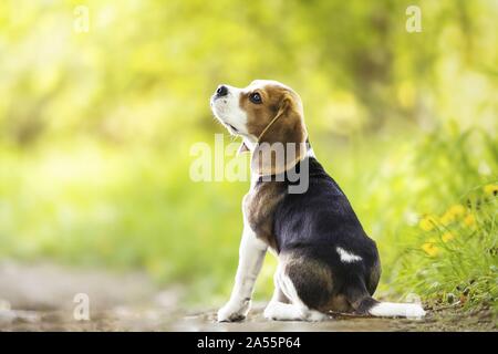 Cucciolo di Beagle Foto Stock