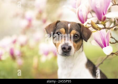 Dansk Svensk Gaardshund ritratto Foto Stock