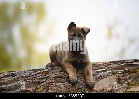 Pastore Tedesco cucciolo Foto Stock