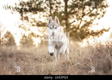 Cucciolo husky Foto Stock