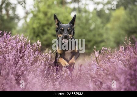 Australian-Kelpie-Mongrel Foto Stock