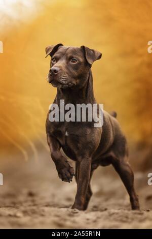 Maschio marrone Patterdale Terrier Foto Stock