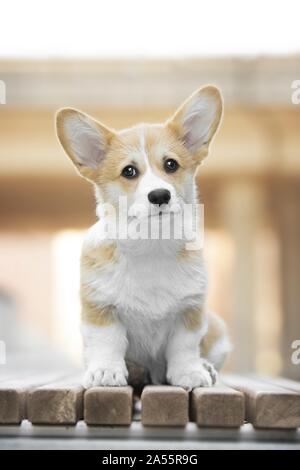 Welsh Corgi Pembroke cucciolo Foto Stock