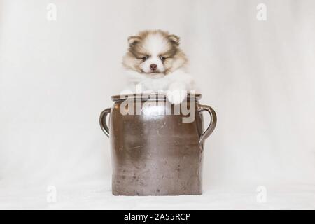 Cucciolo di Pomerania davanti a uno sfondo bianco Foto Stock