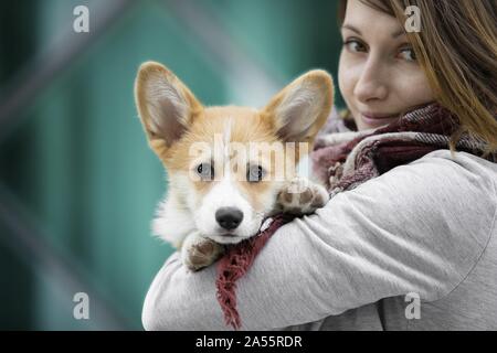 Welsh Corgi Pembroke cucciolo Foto Stock