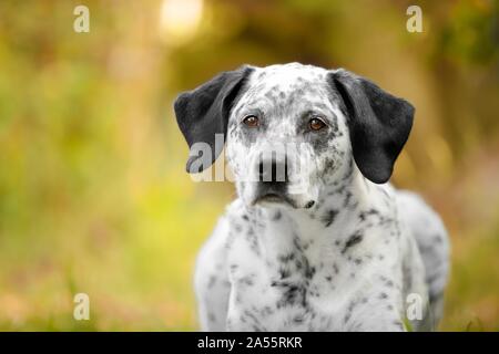 Border-Collie-Labrador-Retriever ritratto Foto Stock