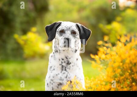 Border-Collie-Labrador-Retriever ritratto Foto Stock