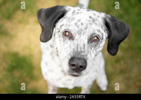 Udienza Border-Collie-Labrador-Retriever Foto Stock