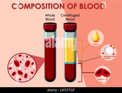 Diagramma che mostra la composizione di illustrazione del sangue Illustrazione Vettoriale