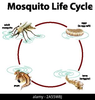 Diagramma che mostra il ciclo di vita del mosquito illustrazione Illustrazione Vettoriale