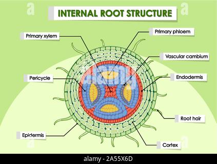 Diagramma che mostra interna struttura di radice di illustrazione Illustrazione Vettoriale