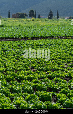 Campo di fattoria con righe di giovani fresca insalata verde lattuga piante che crescono al di fuori sotto il sole greco, agricoltura in Grecia. Foto Stock