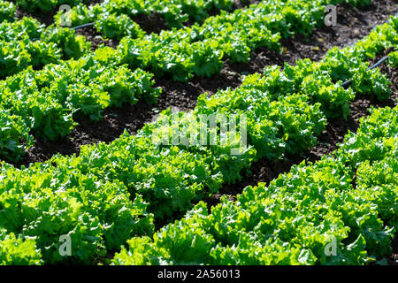 Campo di fattoria con righe di giovani fresca insalata verde lattuga piante che crescono al di fuori sotto il sole greco, agricoltura in Grecia. Foto Stock