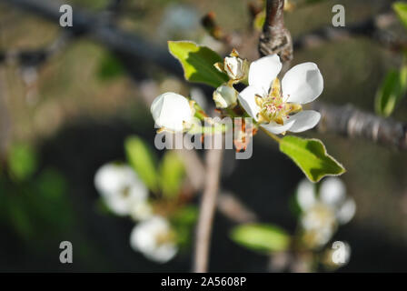 Pear tree blossoms and green leaves on twig close up detail on blurry background Foto Stock