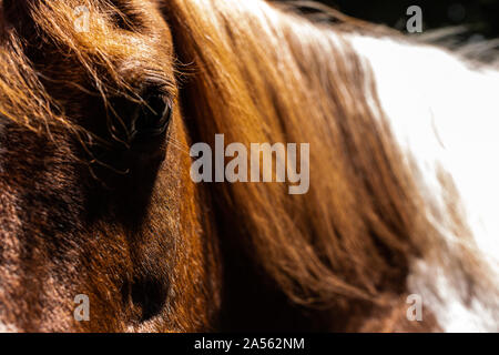 Ritratto di un 32 anni pony Foto Stock