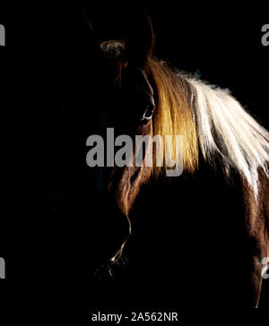 Ritratto di un 32 anni pony Foto Stock