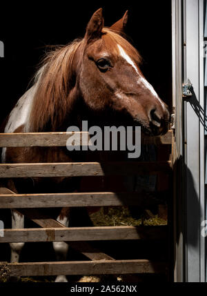 Ritratto di un 32 anni pony Foto Stock