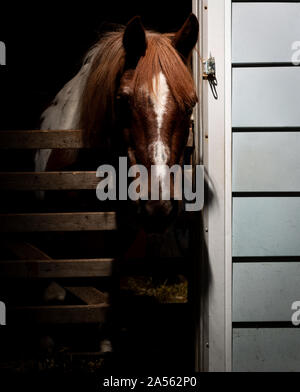 Ritratto di un 32 anni pony Foto Stock