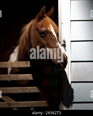 Ritratto di un 32 anni pony Foto Stock