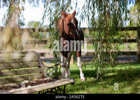 Ritratto di un 32 anni pony Foto Stock