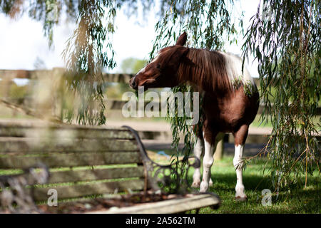 Ritratto di un 32 anni pony Foto Stock