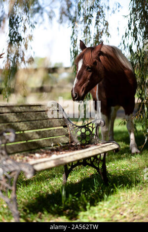 Ritratto di un 32 anni pony Foto Stock