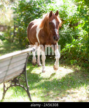 Ritratto di un 32 anni pony Foto Stock