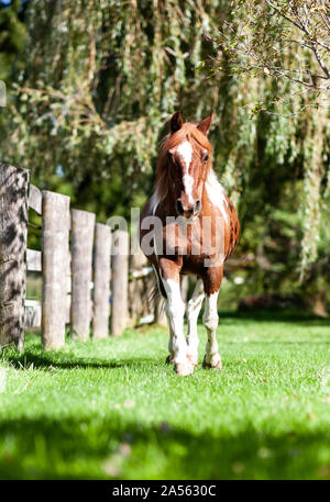 Ritratto di un 32 anni pony Foto Stock