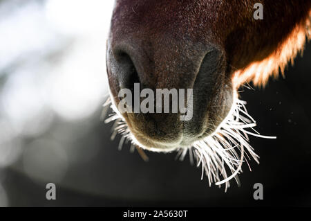 Ritratto di un 32 anni pony Foto Stock