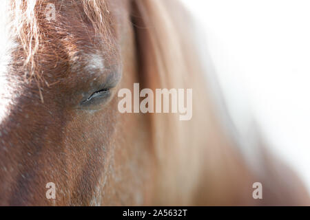 Ritratto di un 32 anni pony Foto Stock