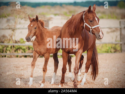 Un grazioso piccolo puledro e sua madre, che indossa un bianco halter, stare insieme in un paddock nel campo illuminato dalla luce del sole su un giorno d'estate. Foto Stock