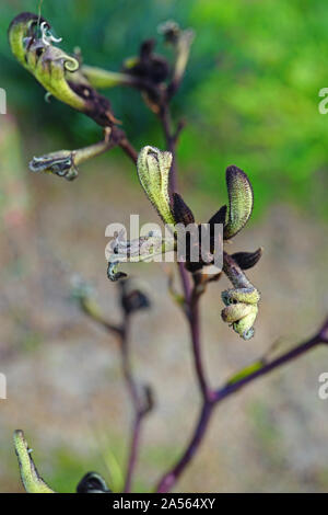 Vista di un nero Canguro fiore della zampa (Macropidia fuliginosa) in Australia Foto Stock