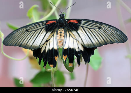 Papilio lowi, il grande giallo mormone o a coda di rondine asiatico, è una farfalla della famiglia Papilionidae. Si è trovato in Borneo, Indonesia e Filippine (Palawan, Balabao). Foto Stock