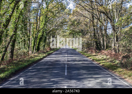 Tunnel di alberi lungo una strada diritta Foto Stock