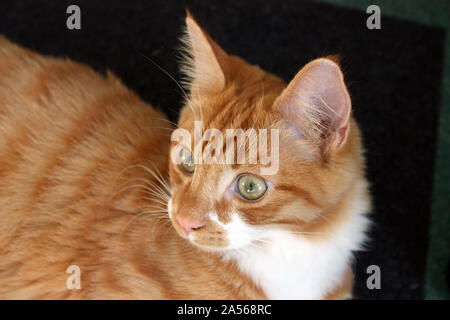 Lo zenzero Gatto sdraiato sul pavimento con grandi occhi verdi Foto Stock