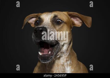 Ca-De-Bo-Cane-corso catture trattare Foto Stock