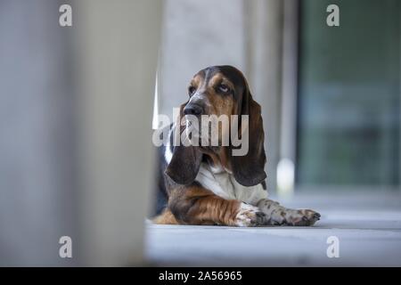 Giacente Basset Hound Foto Stock