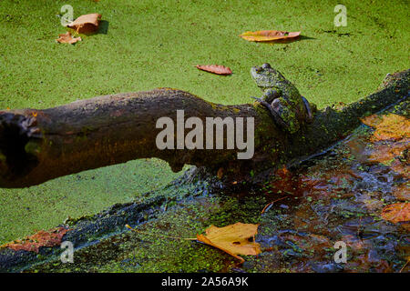 Rana toro sittting sul log in uno stagno. Foto Stock